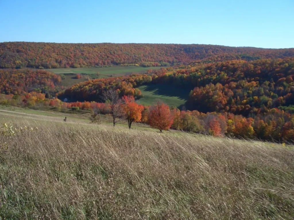 Fall Trees 
