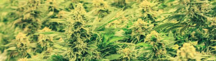 How Legal Marijuana Will Affect Workers' Comp Cases in PA