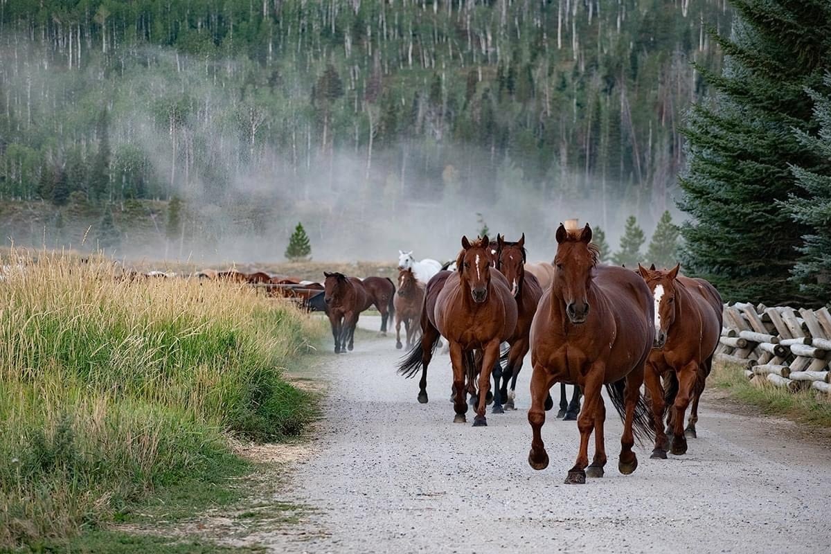 A herd of horses walking along a mountain trail through a natural landscape