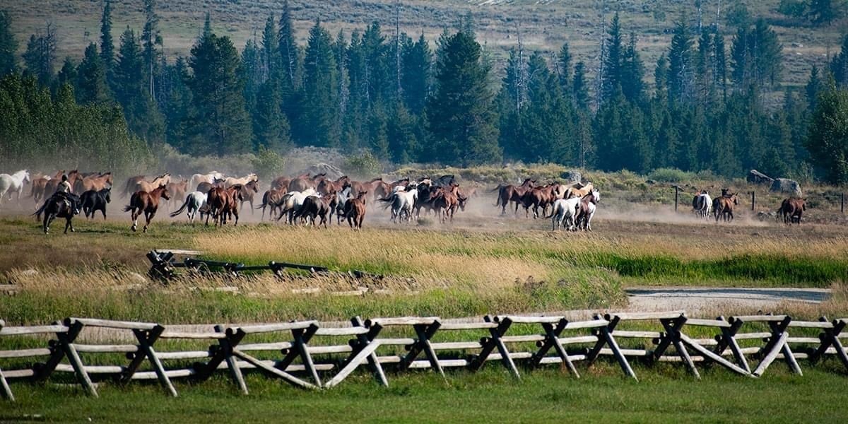 Herd of horses galloping through a lush green mountain meadow with wildflowers and forested hills in the background