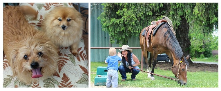 A young toddler sits between a small Pomeranian dog and a brown horse, all posed together outdoors
