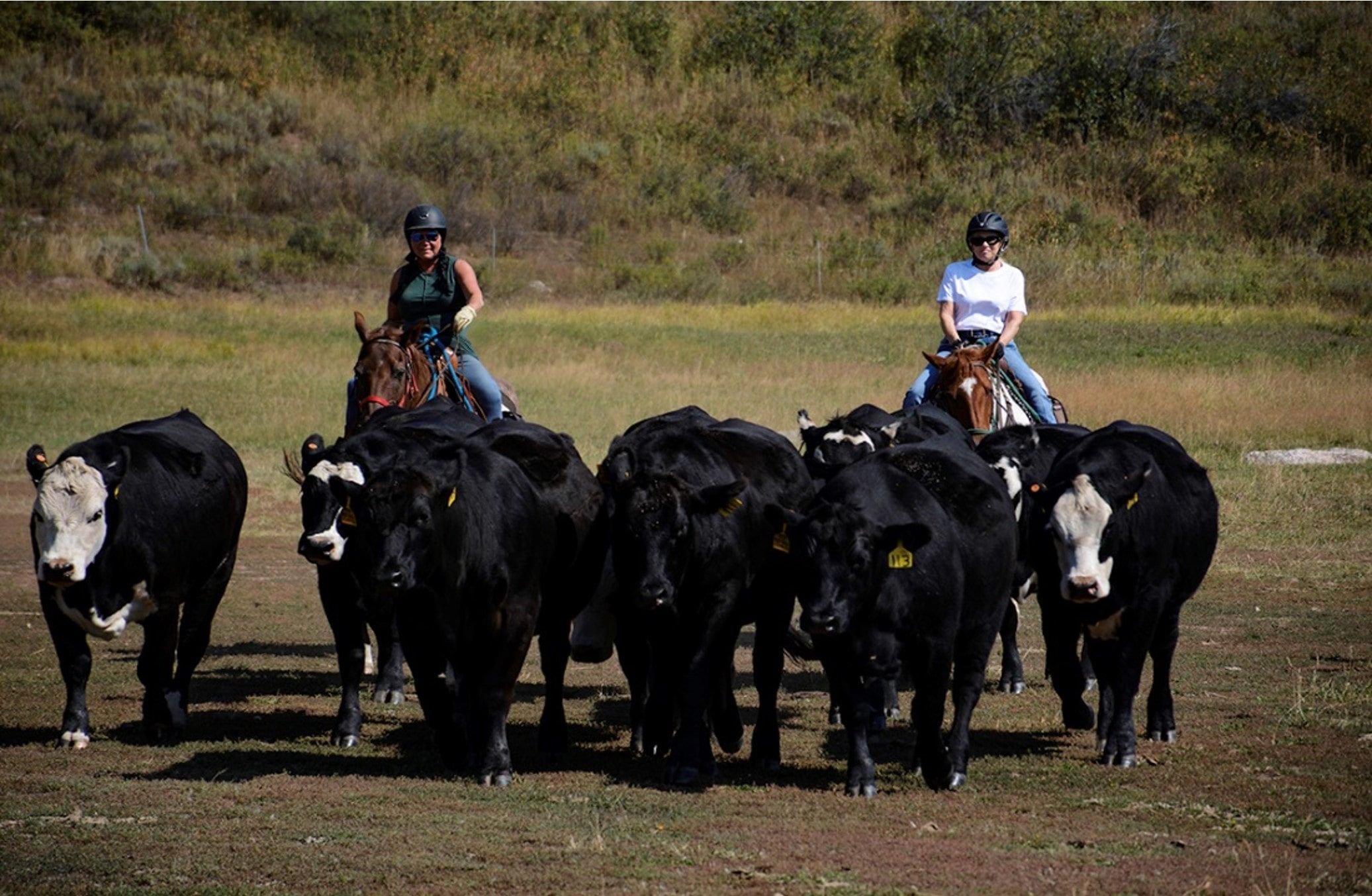 Two cowboys on horseback herding cattle across open rangeland